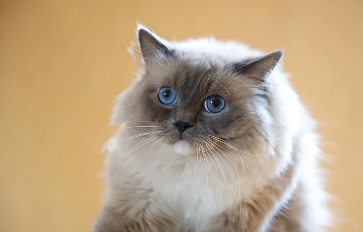 Жительницу Тульской области осудили за ножевое сожителю: она заявила, что виноват котенок