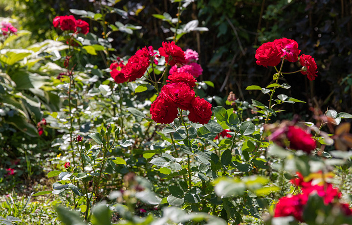Тульский садовод Ульянова рассказала, как ухаживать за розами