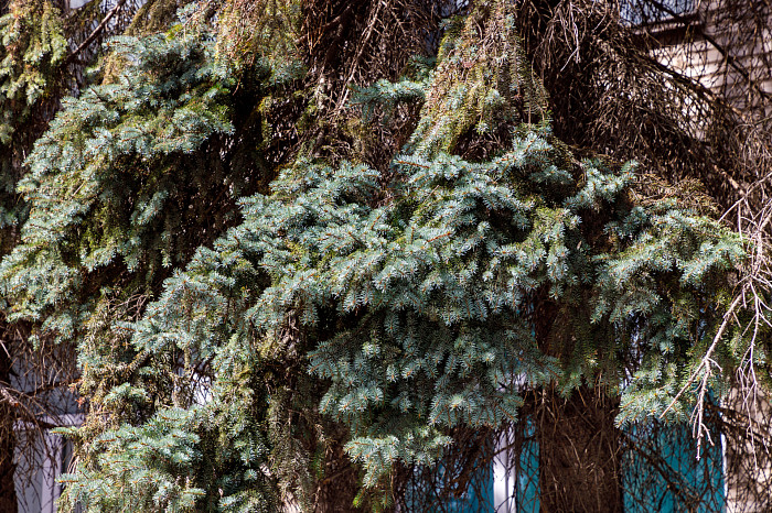 Ели засохли в сквере у ТЦ на улице Болдина в Туле
