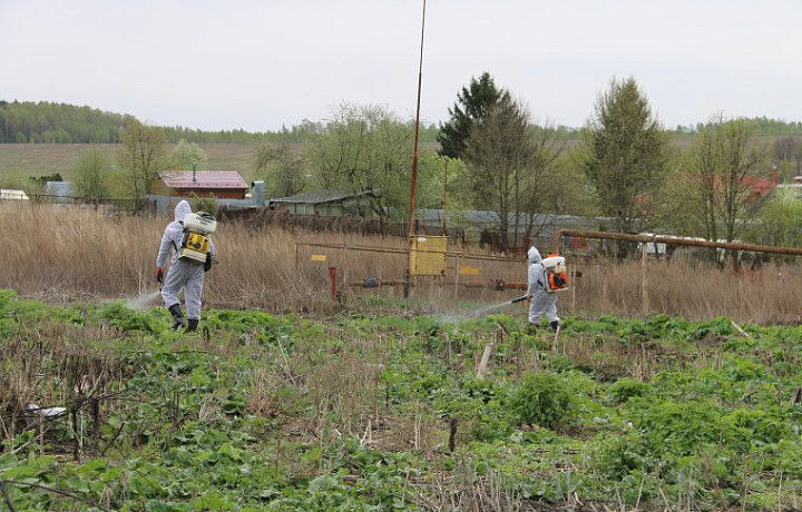 В Туле приступили к обработке городских территорий от борщевика