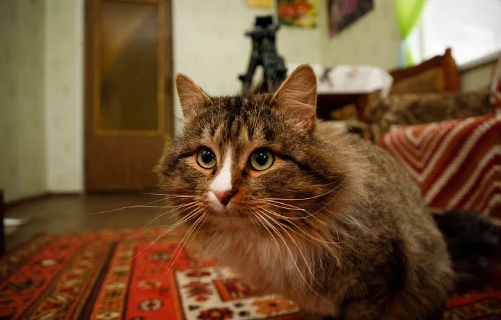 В Тульской области ввели новые правила содержания и выгула домашних животных