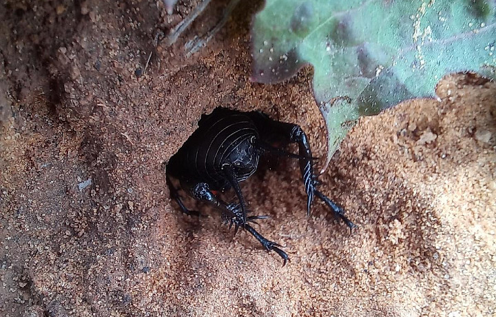 В Тульской области обнаружили исчезающий вид сверчков