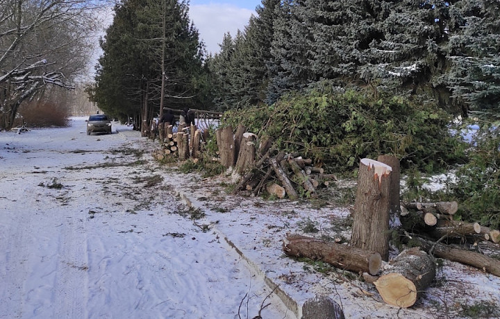 Сергей Кулик ответил жителям Донского на жалобу о вырубке туй на Братской могиле