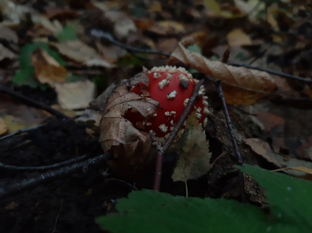 Мухоморный микродозинг стал модным в Туле: правда ли что ядовитые грибы полезны