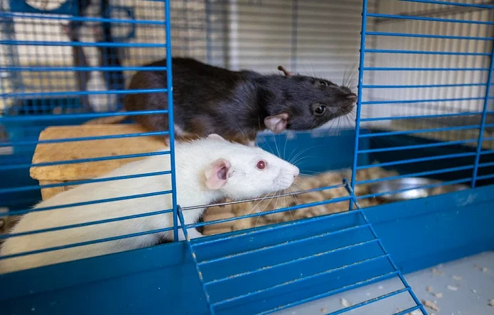 Они любят людей и поддаются дрессировке: правда о декоративных крысах