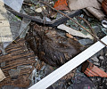 Руины и свалки мусора: автостанция «Заречье» в Туле находится в разрушенном состоянии