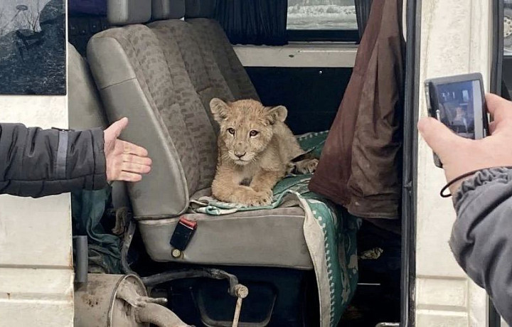 В тульский зоопарк привезли львенка, которого хотели незаконно вывезти из страны