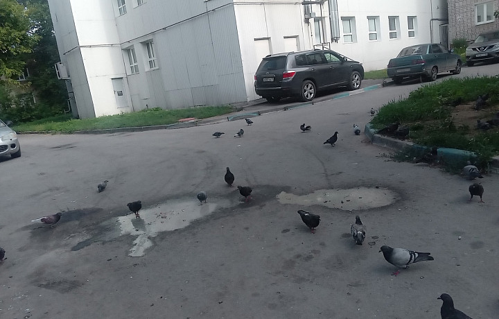 Жители Тулы пожаловались на грязь от мусоровозов