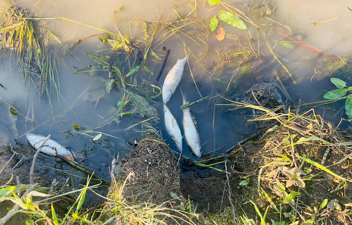 На скандально известном Бушовском пруду туляки обнаружили дохлую рыбу