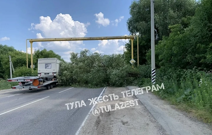 Упавшее дерево перекрыло часть дороги на улице Чмутова в Туле