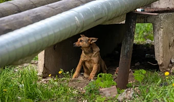 Бродячая собака напала на девушку в Щекине: жители вступились за агрессивное животное