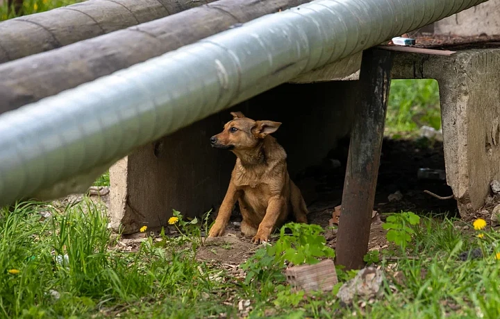 Бродячая собака напала на девушку в Щекине: жители вступились за агрессивное животное