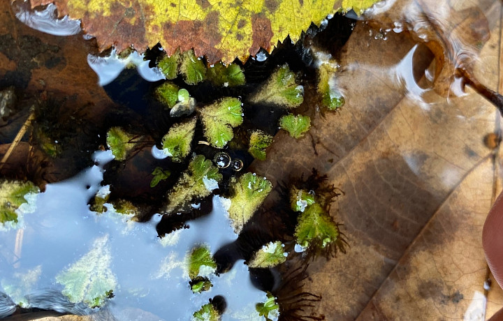 В Тульской области нашли краснокнижный мох «Риччиокарпус плавающий»