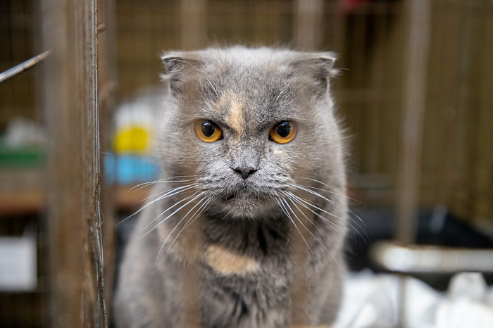 Вестники неудачи или пушистые милашки: тульские черные кошки ищут своих хозяев