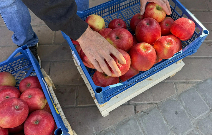 Кабачки, подвиньтесь: Тулу захватили яблоки – как богатый урожай отразился на их стоимости
