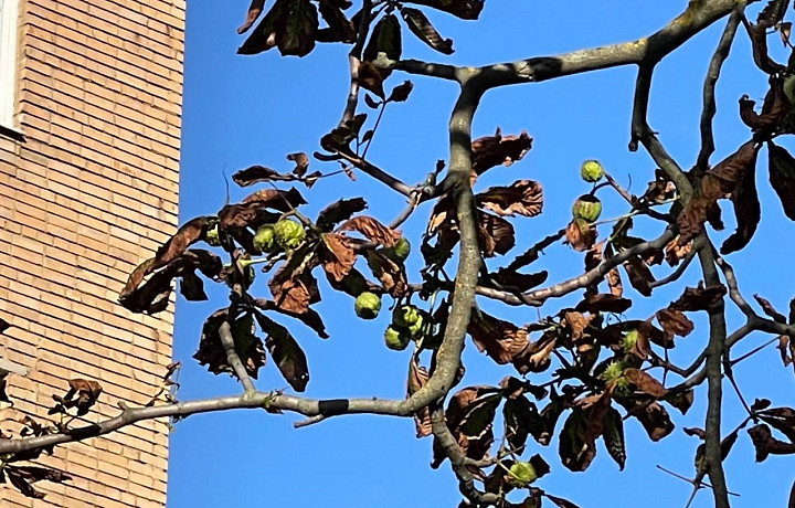 На улице Первомайской, 28 в Туле зацвел каштан