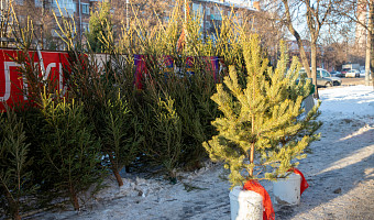 Эколог Рыбальченко рассказал, почему невозможно принести домой клещей на живой ели