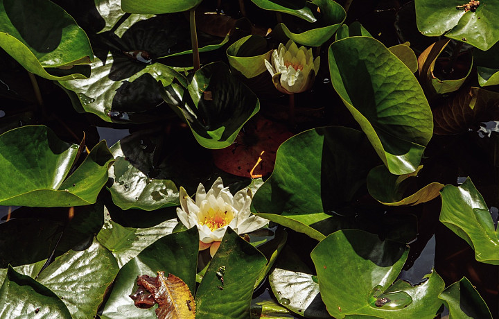 В Ясной Поляне расцвели редкие белые кувшинки