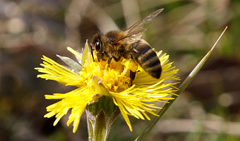 Ночные заморозки и до +15 днем: о погоде в Туле 26 марта