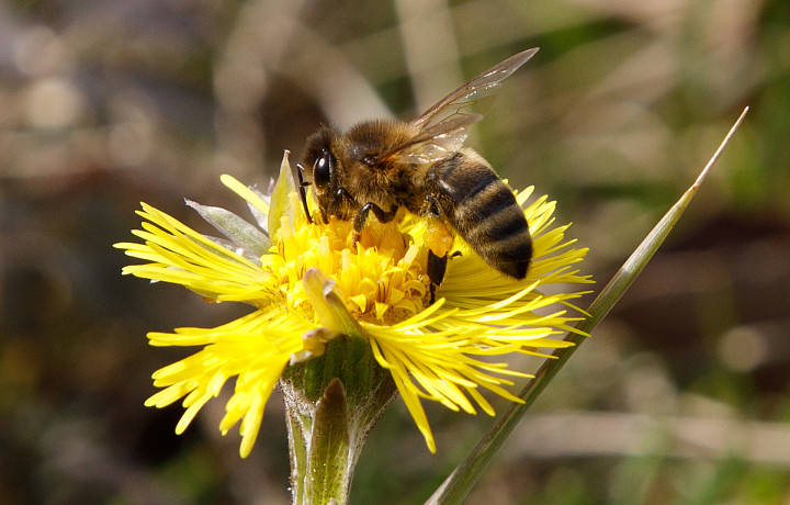Ночные заморозки и до +15 днем: о погоде в Туле 26 марта