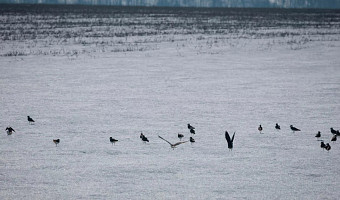 После зимы на Куликовом поле в Тульской области снова слышен крик куликов