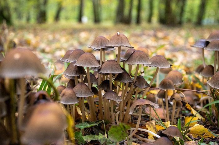 Осенние грибы в Центральном парке: что растет в центре Тулы
