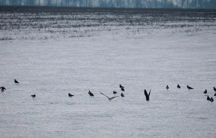После зимы на Куликовом поле в Тульской области снова слышен крик куликов
