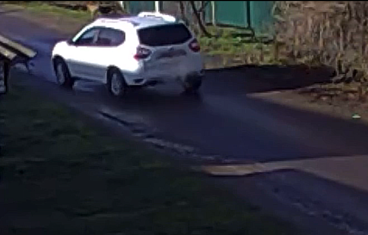 В поселке Дубовка Узловского района автомобилист специально сбил собаку