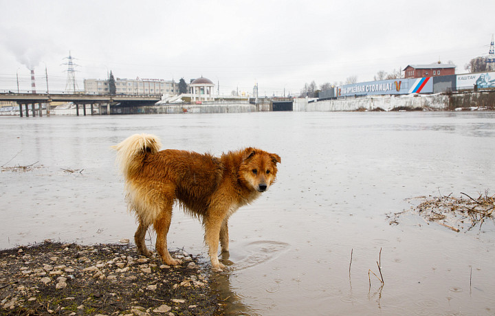 Администрация Тулы заплатит 75 тысяч рублей за нападение собаки на ребенка в Центральном парке
