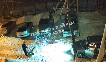 В Суворове собака напала на другого пса и покусала подростка