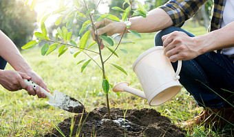 Тульского предпринимателя оштрафовали за продажу незарегистрированных саженцев яблони и груши