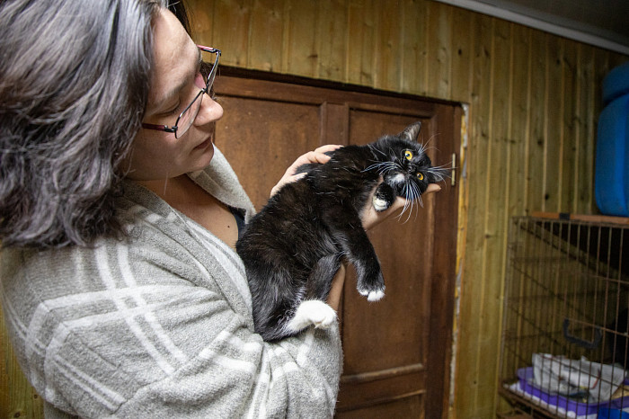 Вестники неудачи или пушистые милашки: тульские черные кошки ищут своих хозяев