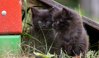 Тулякам рассказали, почему 15 августа не принято заводить кошек