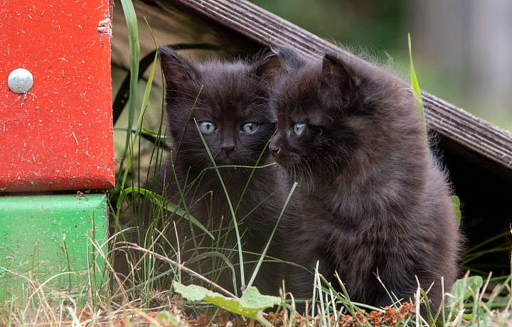Тулякам рассказали, почему 15 августа не принято заводить кошек