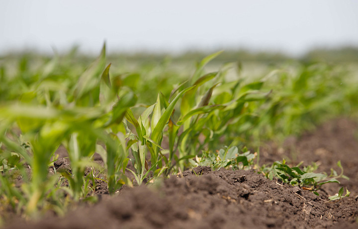 В Тульской области с помощью ИИ выявили более 130 тысяч гектаров земли вне оборота