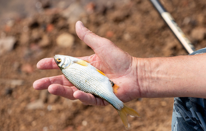 В реке Проня Тульской области браконьеры незаконно ловили рыбу сетями