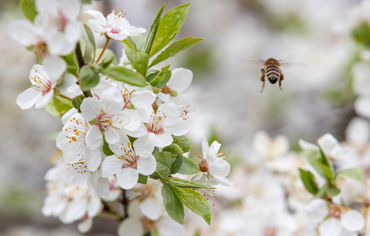 Туляков приглашают на фестиваль «Грибоедовская весна» 31 мая