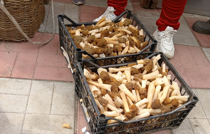 Туляки открыли грибной сезон и рассказали о первом улове «тихой охоты»