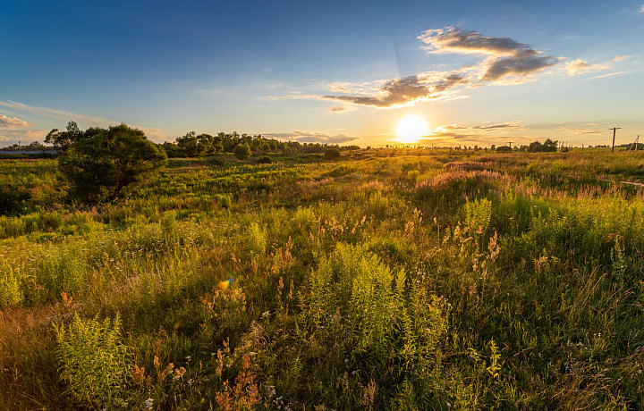 Народные приметы 4 июля: запаситесь липой на Ульянов день