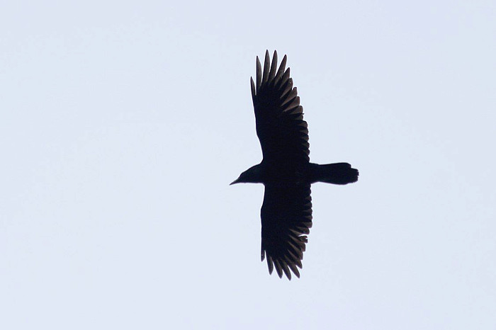 27 видов пернатых в одном месте: в Тульской области проходят Международные дни наблюдений птиц