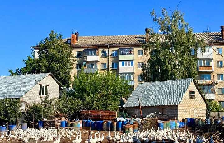 Гусь в жилье не товарищ: в поселке под Тулой соседи конфликтуют из-за вони и шума от фермы с птицами прямо под окнами пятиэтажек