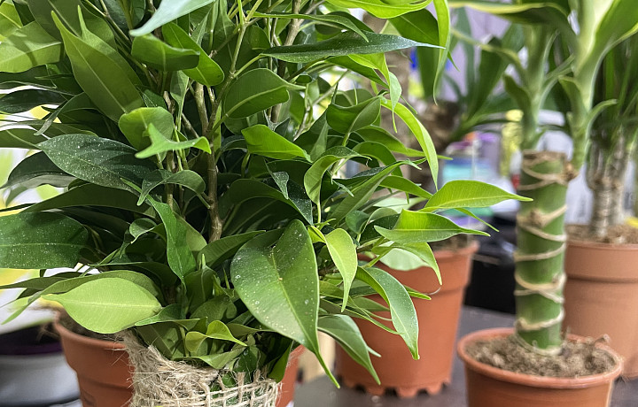 Монстера, спатифиллум, циперус: тульский озеленитель назвала самые влаголюбивые комнатные растения