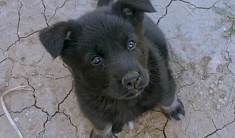 Жители Тульской области потратили рекордную сумму на ветеринарию в 2025 году