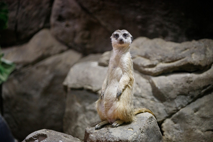 «Сурикаты агрессивно относятся к чужакам»: стоит ли заводить таких питомцев в доме