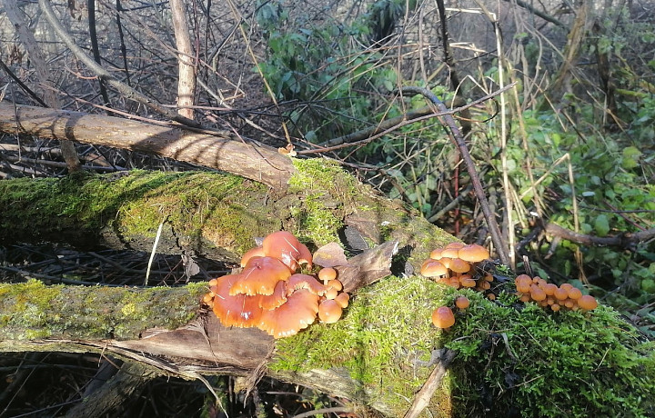 Тульские грибники продолжают собирать урожай в ноябре