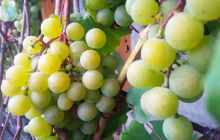 Тульский фермер рассказала, как сохранить виноград до Нового года
