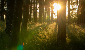 Тулякам рассказали, почему нельзя ходить в лес в Агафонов день 4 сентября