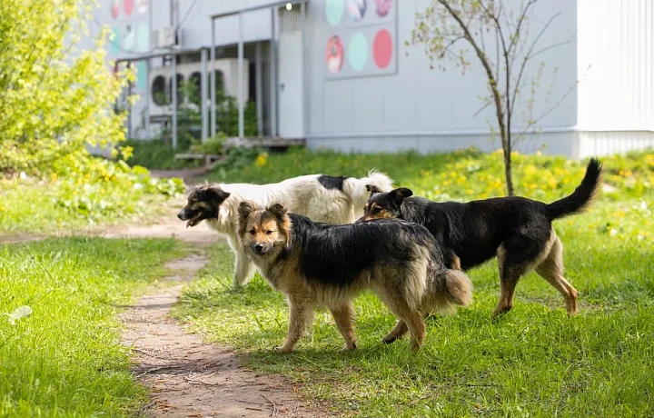 С начала года 122 человека обратились в ваныкинскую больницу с укусом собак: тульский врач рассказала порядок действий после нападения животного