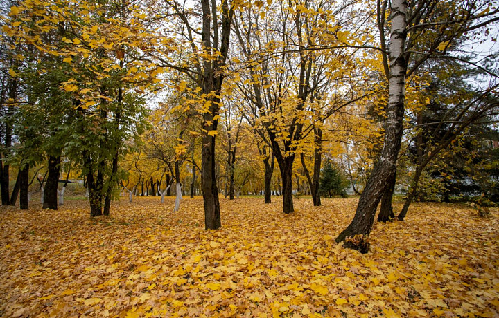 В парке Богородицка почти за миллион проведут обрезку деревьев