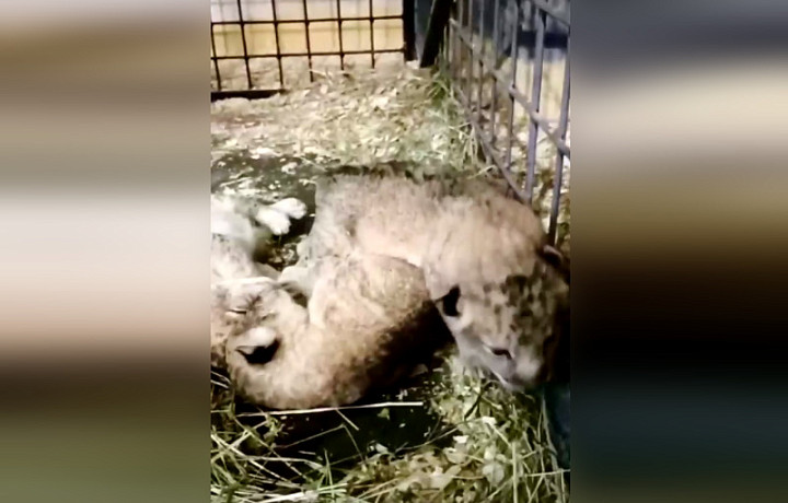 В Тульском цирке на свет появились четыре львенка